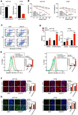 Blockade of GCH1/BH4 Axis Activates Ferritinophagy to Mitigate the Resistance of Colorectal Cancer to Erastin-Induced Ferroptosis